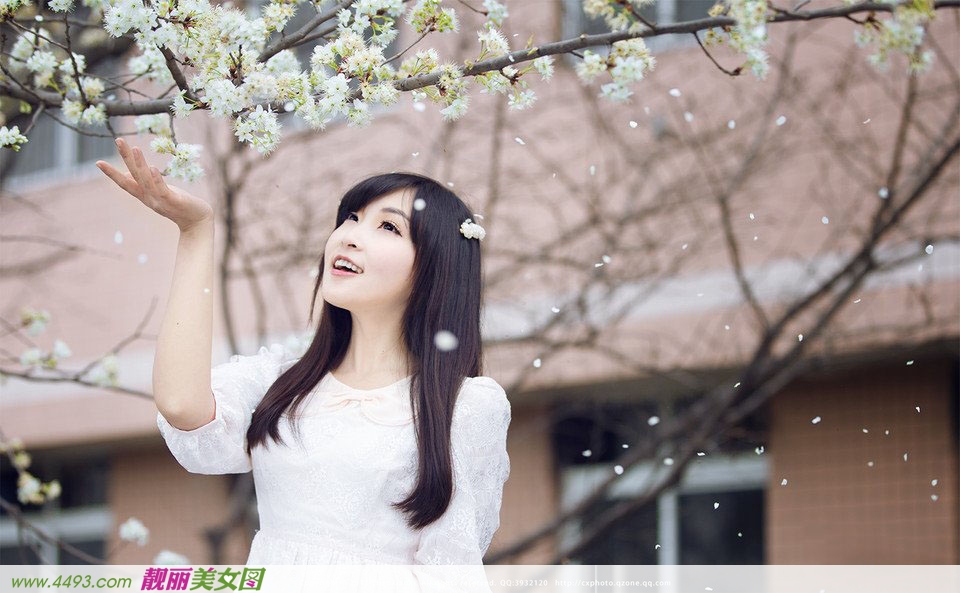 小清新漫天花瓣飘舞时