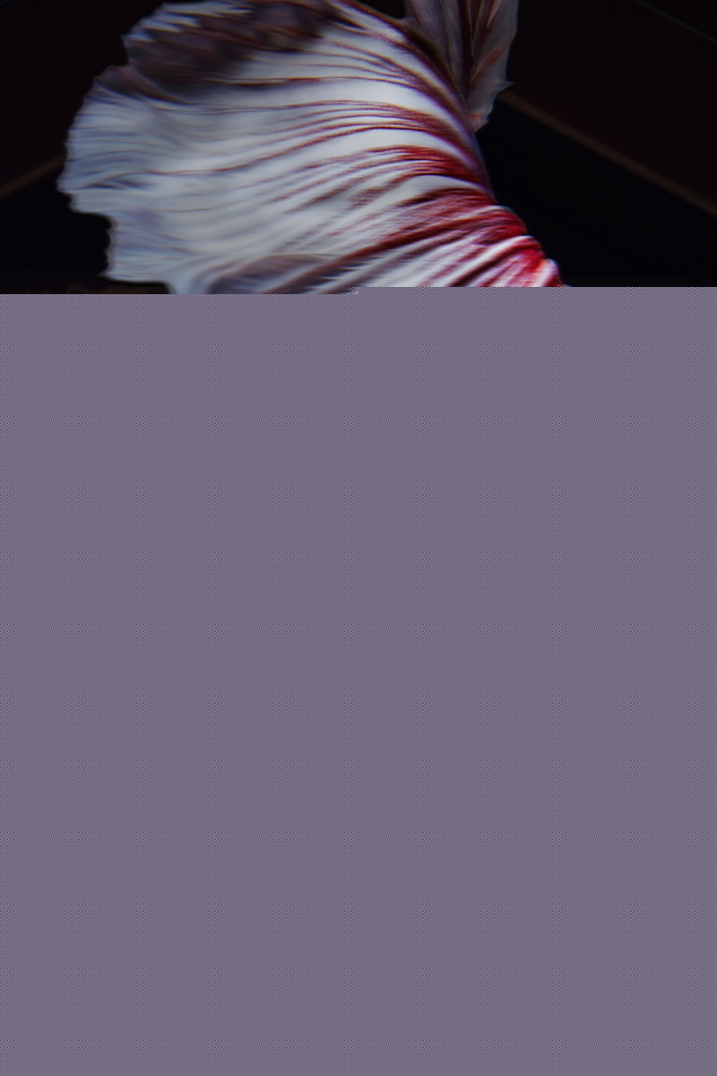 美艳性感的古装佳人大红嫁衣奢华典雅古风摄影图片