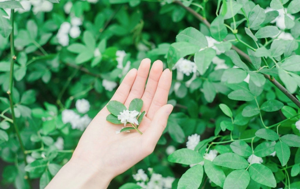 公园花海中的气质白T牛仔裙美女清爽养眼