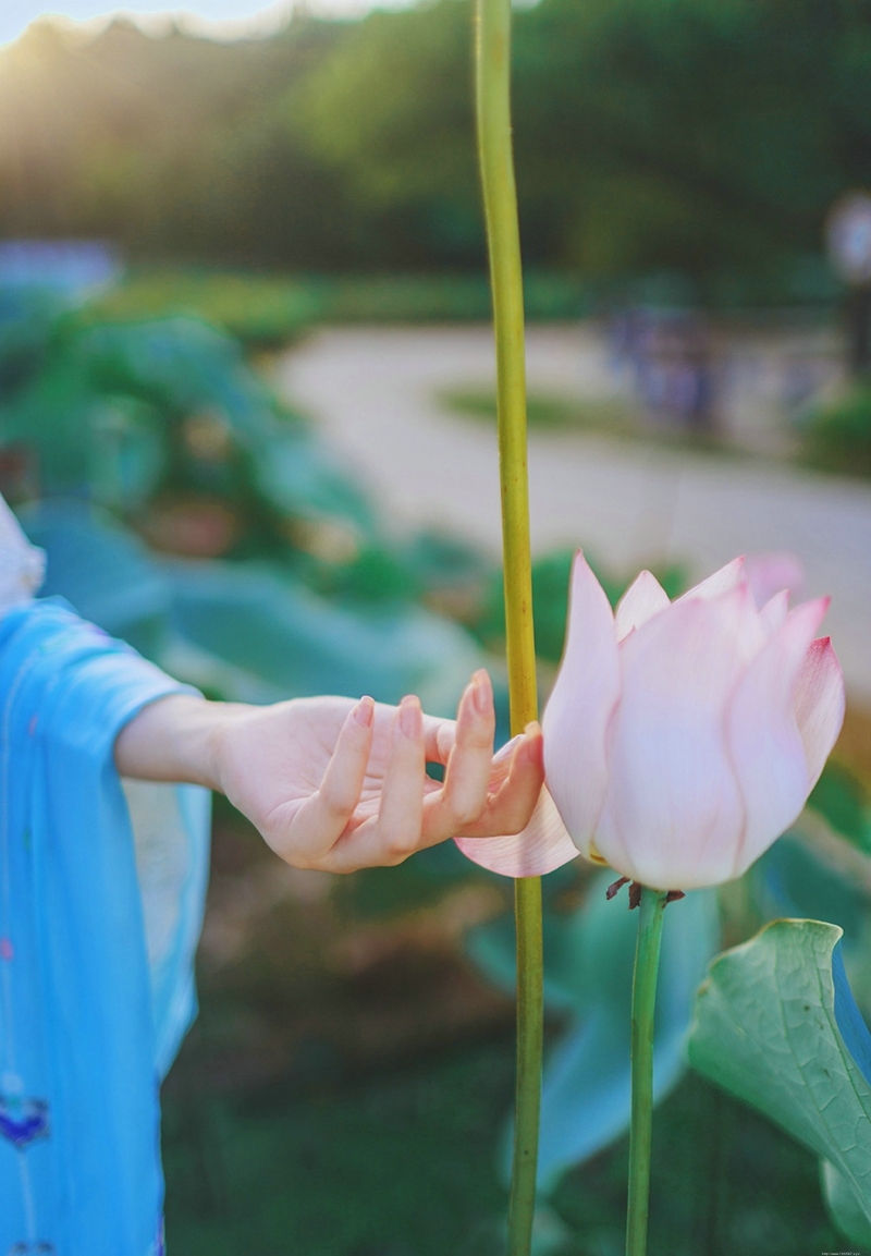 荷叶池中的汉服妹子柔美文静