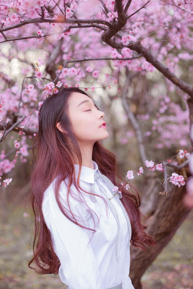 樱花树下花香美女白衬衫温婉清纯让人恋恋不忘