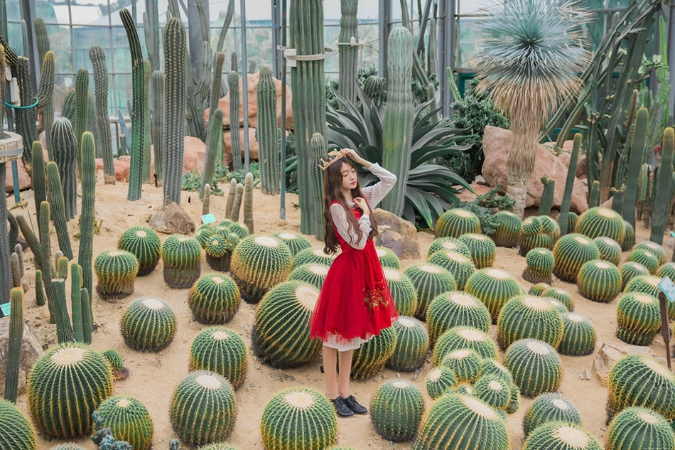 仙人掌植物园内皇冠美女艳丽红裙美艳动人