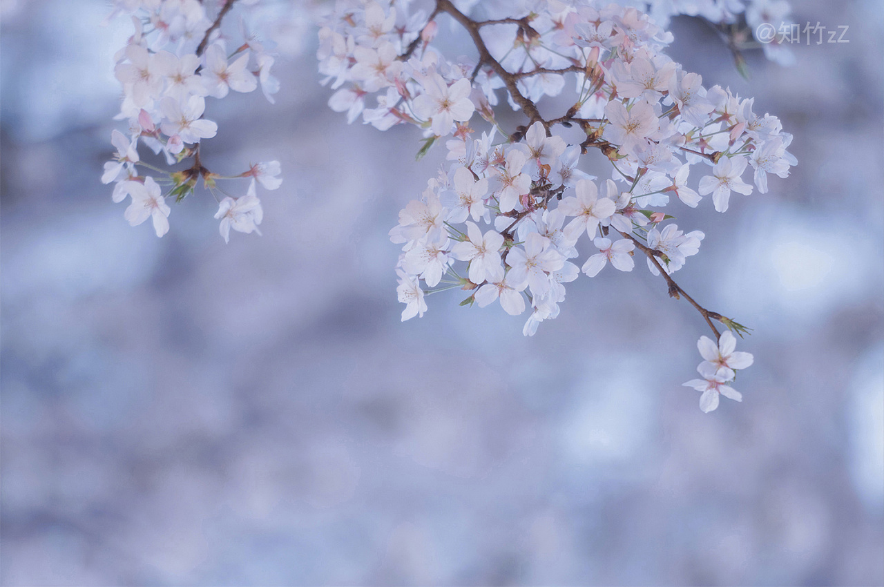 古装美女桃林风情万种古风摄影
