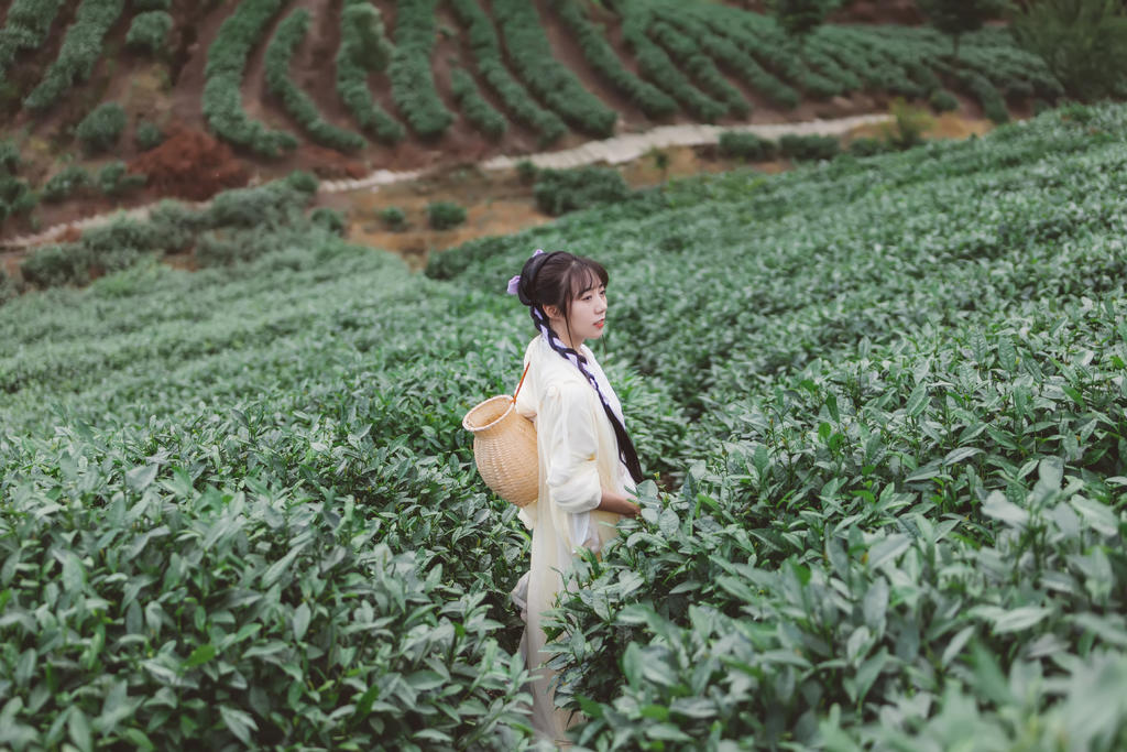 采茶叶的汉服美女秀色可餐美图