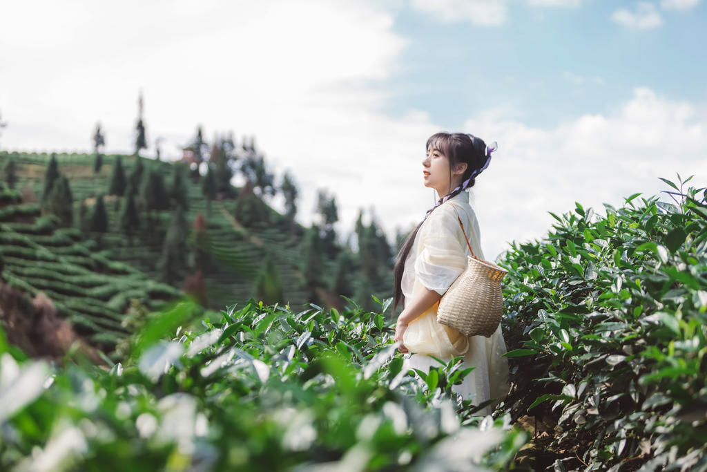采茶叶的汉服美女秀色可餐美图