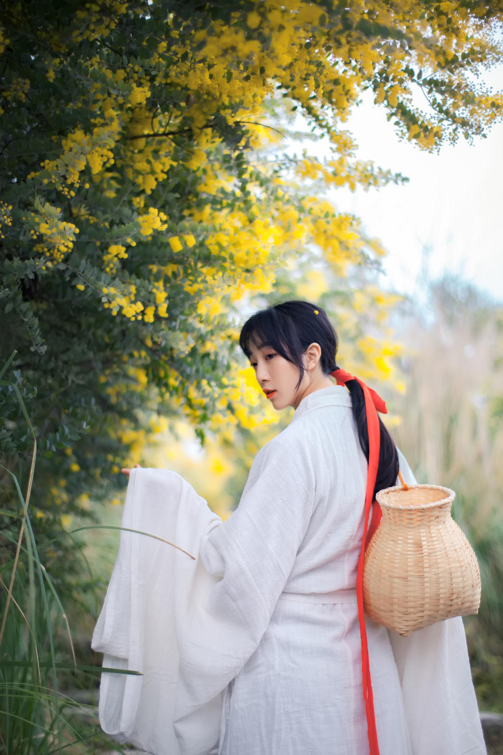 金合欢花白衣美女清新脱俗写真