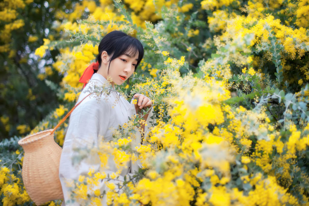 金合欢花白衣美女清新脱俗写真