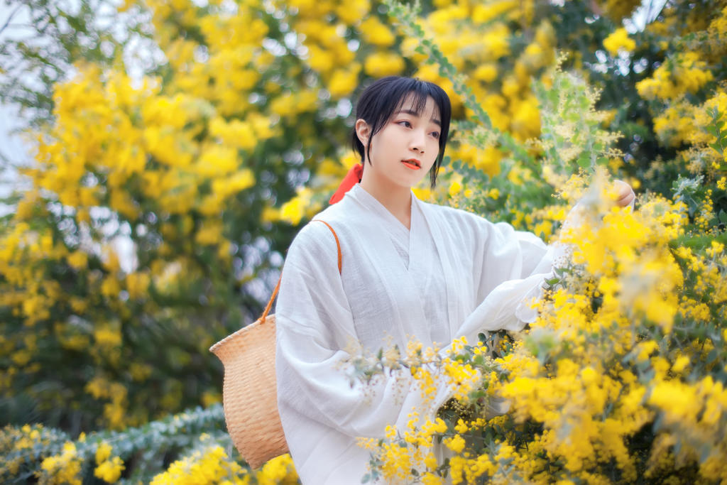 金合欢花白衣美女清新脱俗写真