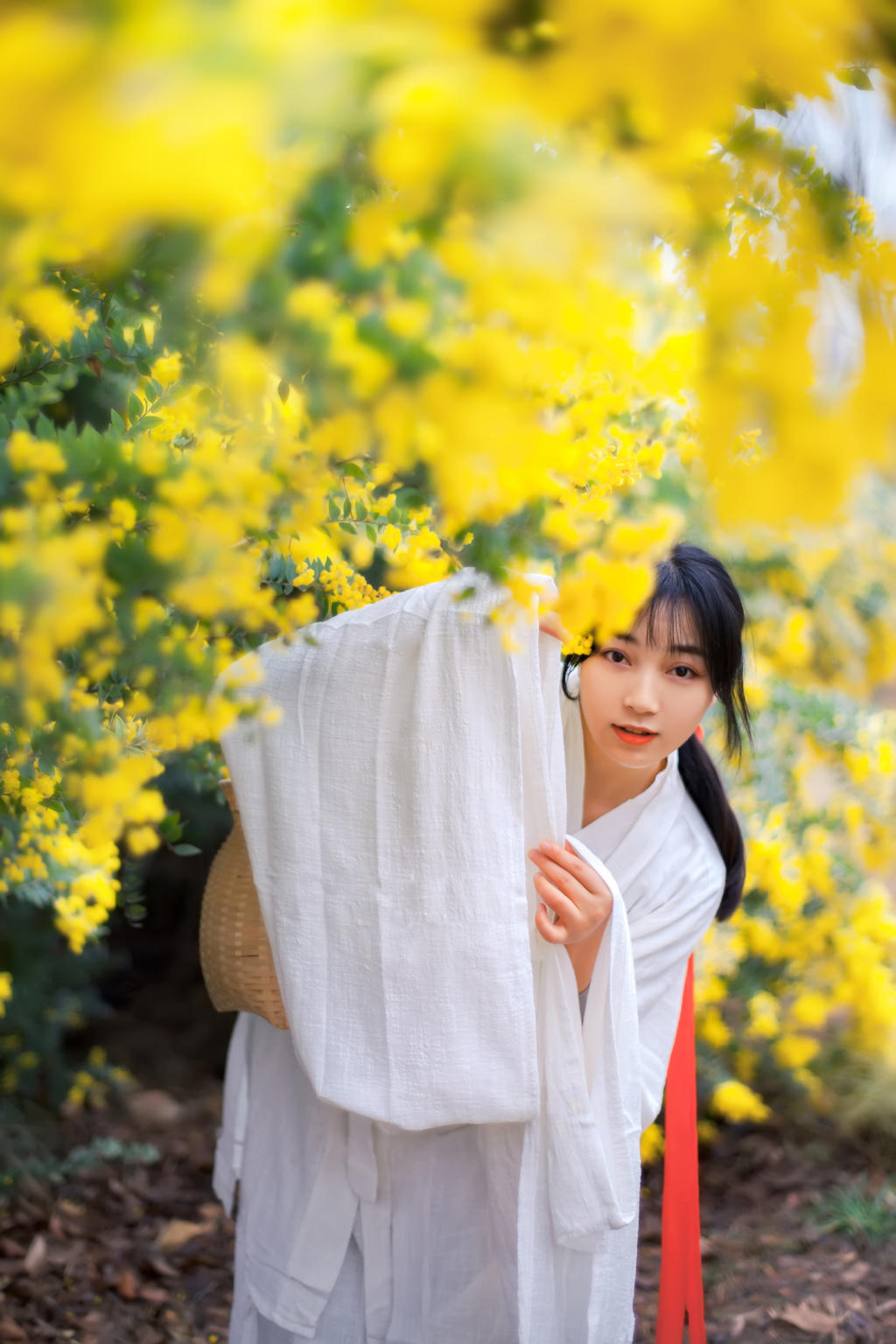 金合欢花白衣美女清新脱俗写真