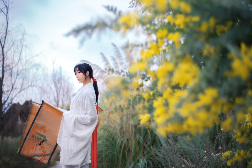 金合欢花白衣美女清新脱俗写真