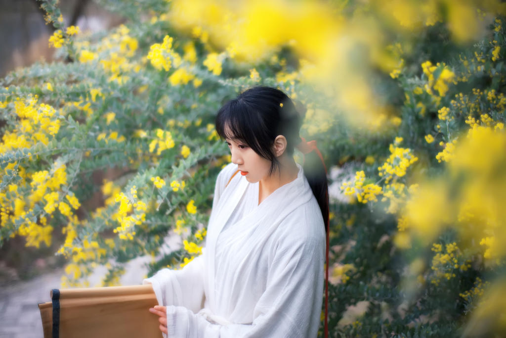 金合欢花白衣美女清新脱俗写真